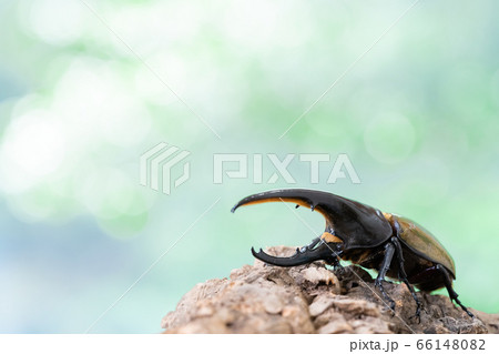 ヘラクレスオオカブト ヘラクレスオオカブト 66148082