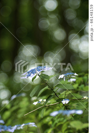 木立の中のアジサイ 66148159