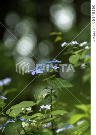 木立の中のアジサイ 66148160