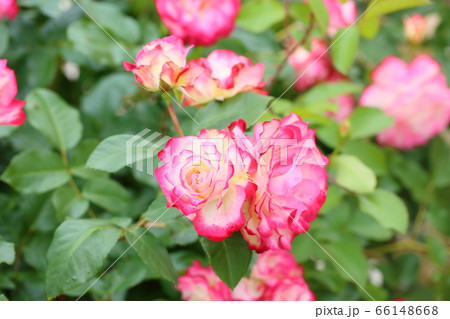 バラの花 ジュビレデュプリンスドゥモナコ バラの花 ジュビレデュプリンスドゥモナコ 66148668