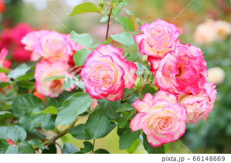 バラの花 ジュビレデュプリンスドゥモナコ バラの花 ジュビレデュプリンスドゥモナコ 66148669