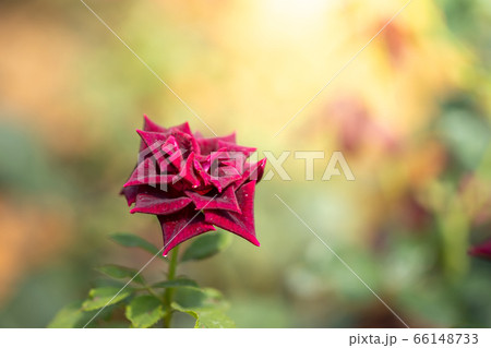 Roses in the garden 66148733