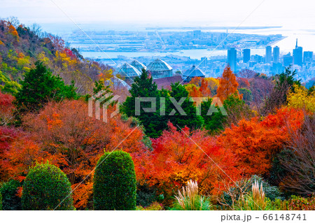 布引ハーブ園の紅葉と神戸の街並 66148741