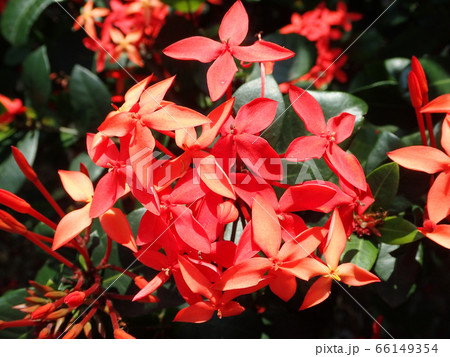 沖縄3大名花サンダンカ 沖縄3大名花サンダンカ 66149354