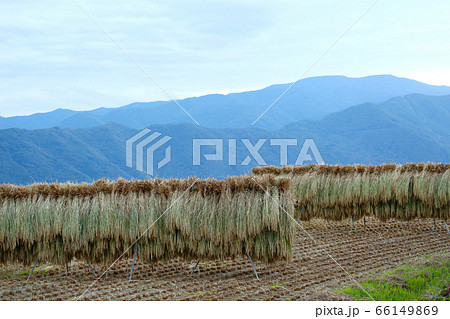 はぜ掛けの稲 66149869