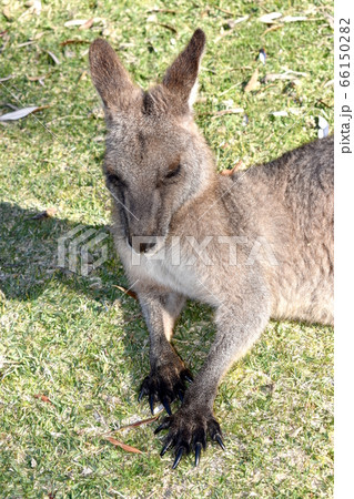 A kangaroo resting on grass A kangaroo resting on grass 66150282