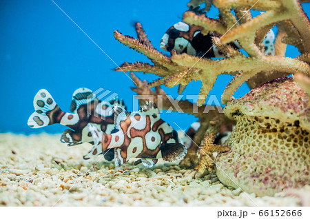 Spotted sweetlips fish on a blue background. Spotted sweetlips fish on a blue background. 66152666