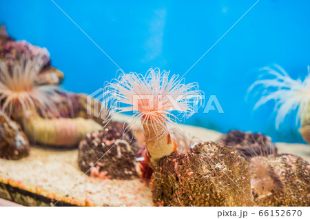 pink Tube anemone at the bottom of the aquarium on the blue background pink Tube anemone at the bottom of the aquarium on the blue background 66152670