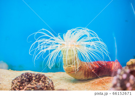 pink Tube anemone at the bottom of the aquarium on the blue background 66152671