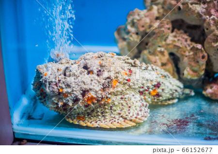 Reef stonefish Synanceia verrucosa , also known as the stonefish. Wildlife animal. 66152677