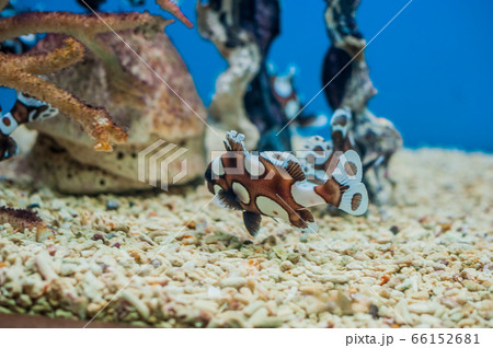 Spotted sweetlips fish on a blue background. 66152681