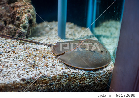 Mangrove horseshoe crab. Carcinoscorpius rotundicauda Mangrove horseshoe crab. Carcinoscorpius rotundicauda 66152699