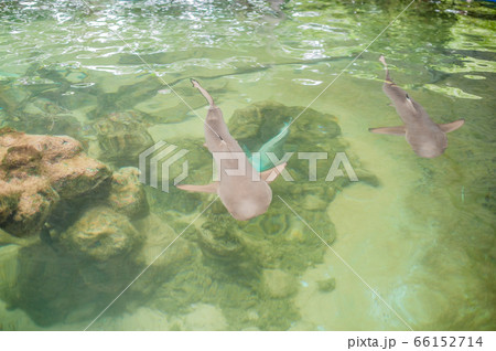 The shark swims in the aquarium. View from above The shark swims in the aquarium. View from above 66152714