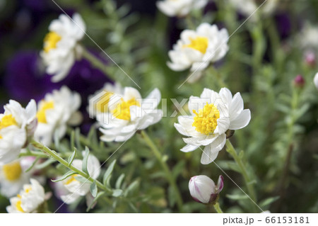 花かんざしの写真素材