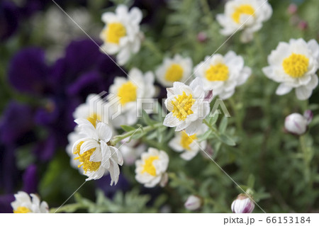 花かんざしの写真素材