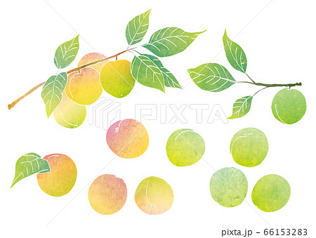 梅の実と梅の枝の素材イラスト 水彩 のイラスト素材