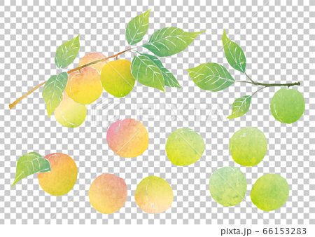 梅の実と梅の枝の素材イラスト 水彩 のイラスト素材
