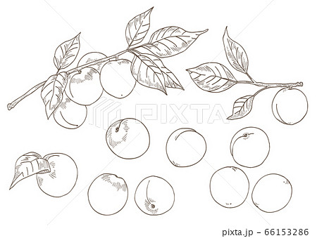 梅の実と梅の枝の素材イラスト 線画 のイラスト素材