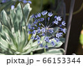アリウム　カエルレウム 66153344