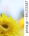 モネのひまわり02 66153387