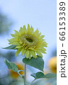 モネのひまわり03 66153389
