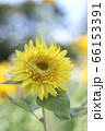 モネのひまわり04 66153391