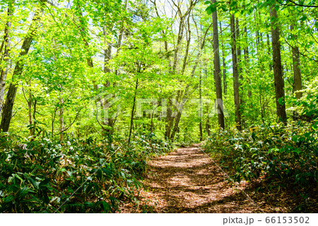 新緑の登山道（飯縄山・西登山道） 66153502