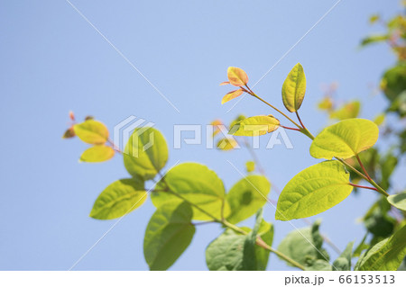 カツラの若葉 カツラの若葉 66153513