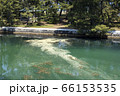 天橋立の松花粉 66153535