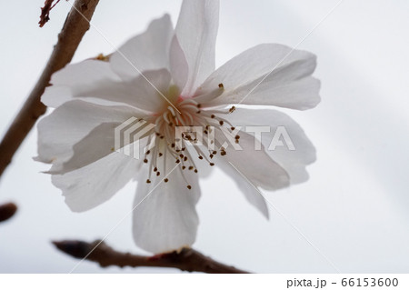 十月桜 十月桜 66153600