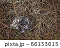 小鳥の巣 66153615