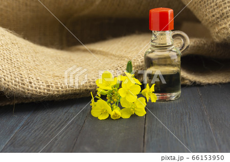 Yellow canola or rapeseed flowers with oil 66153950