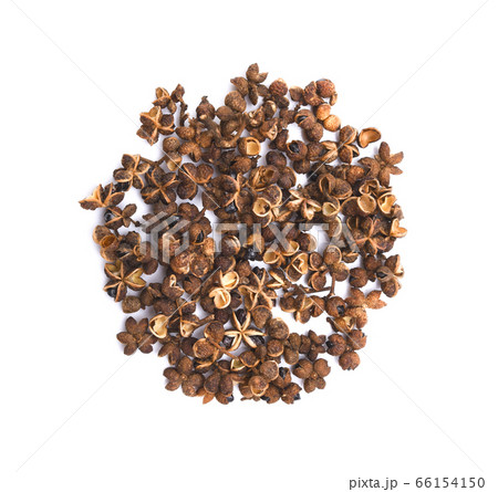 Zanthoxylum limonella Alston on white background 66154150