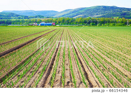 広大な玉葱畑 ”北見市” 広大な玉葱畑 ”北見市” 66154346