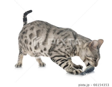 bengal cat in studio 66154353