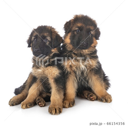 puppies german shepherd 66154356