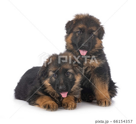 puppies german shepherd puppies german shepherd 66154357
