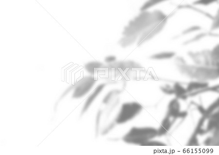 Summer plant shadow background. Shadow of an exotic plant on a white wall. White and black for superimposing a photo or mockup 66155099