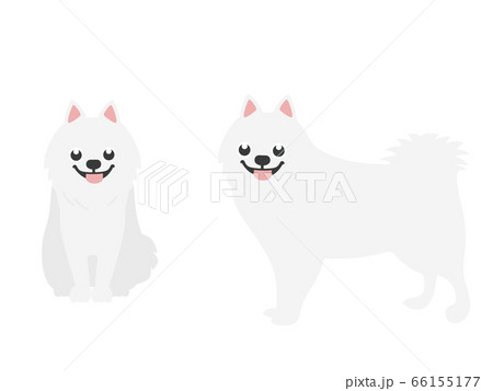 スピッツ犬のイラスト素材