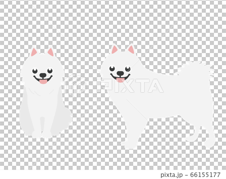 スピッツ犬のイラスト素材