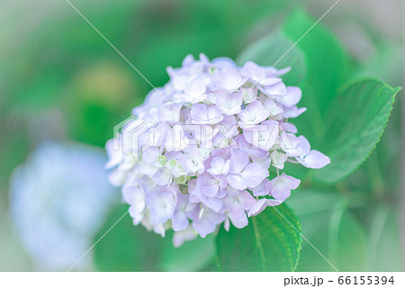 6月は紫陽花の季節 お散歩で見つけた可愛いアジサイの写真素材