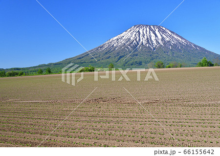 初夏の北海道京極町で残雪の羊蹄山と移植したばかりのビート畑の風景を撮影 初夏の北海道京極町で残雪の羊蹄山と移植したばかりのビート畑の風景を撮影 66155642