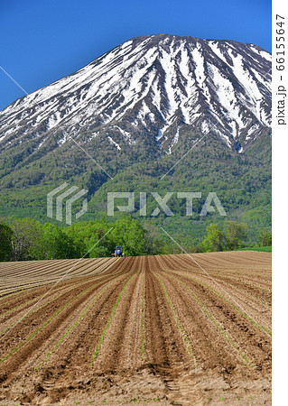 初夏の北海道京極町で残雪の羊蹄山と移植したばかりのビート畑の風景を撮影 初夏の北海道京極町で残雪の羊蹄山と移植したばかりのビート畑の風景を撮影 66155647