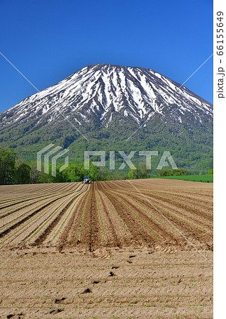 初夏の北海道京極町で残雪の羊蹄山と移植したばかりのビート畑の風景を撮影 66155649