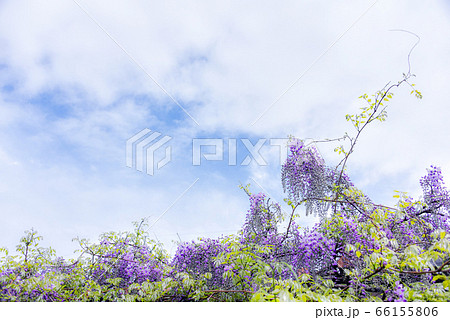 花びら 花 見よ 66155806