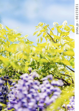 花びら 花 見よ 66155851