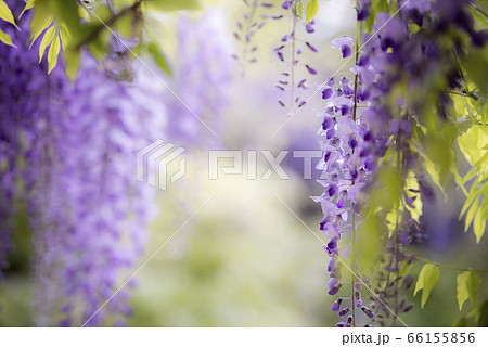 花びら 花 見よ 66155856