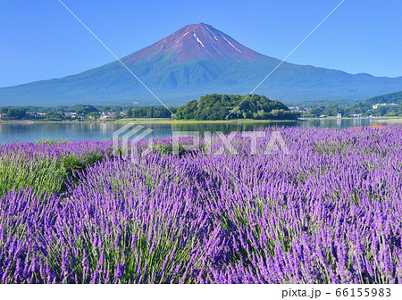 河口湖畔からの夏の風景-777640 河口湖畔からの夏の風景-777640 66155983