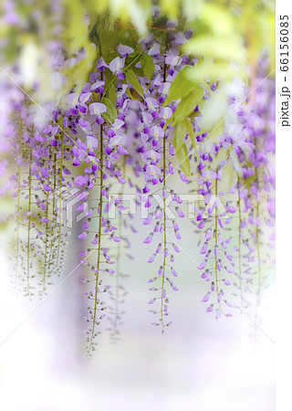 花びら 花 見よ 66156085