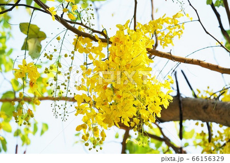 Golden Shower Tree Bloomed in Bangkok, Thailand 66156329